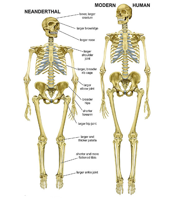 Anatomical differences between Neanderthal and modern man