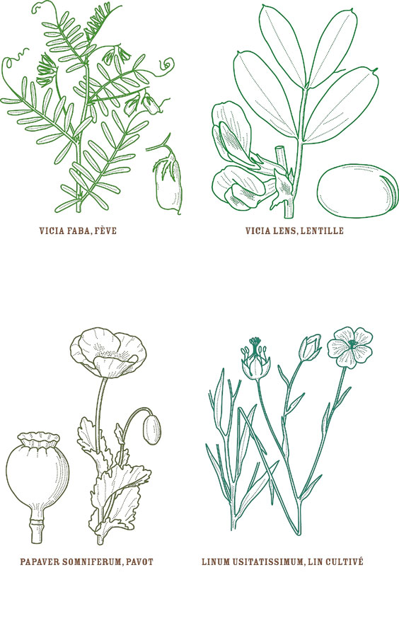 Fig 1: Quelques-unes des plantes consommées ou utilisées