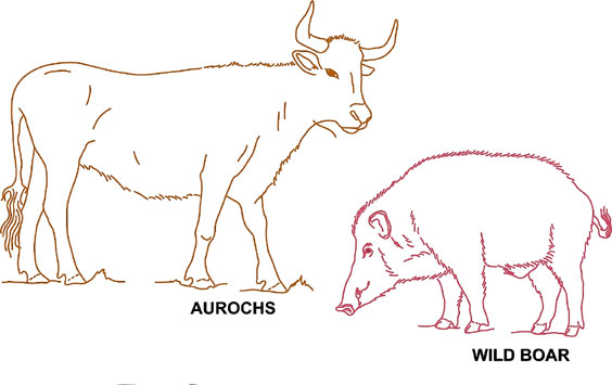 Fig 2: Auerochsen und Wildschweinen