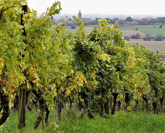 Domaine viticole d'Entre-Deux-Monts