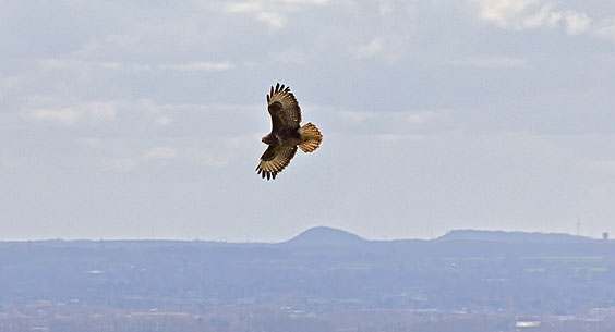 Flight of a buzzard over the French-Flemish plain