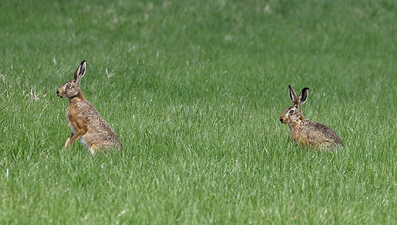 Hares on one of the green flanks of Heuvelland