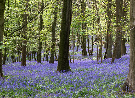 Bluebells on the Kemmelberg, by Philippe Vercoutter